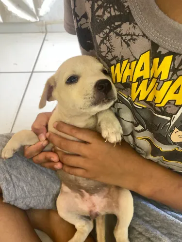 Doação