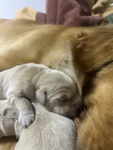 Golden Retriever - Filhotes disponíveis 