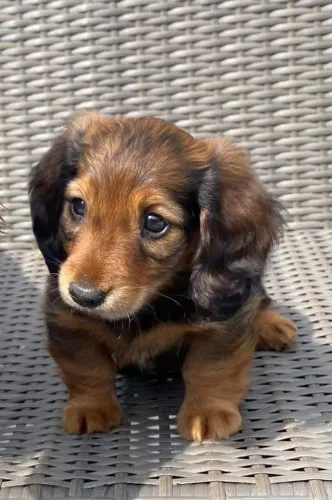 Dachshund salsichinha pelagem longa macho