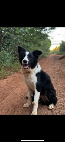Cachorro Border Collie