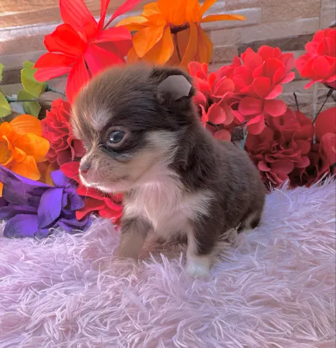 VENDA CHIHUAHUA PELO LONGO MACHO E FÊMEA