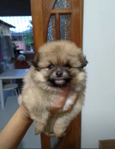 Spitz alemão macho