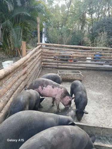 Vendo porco capado 110 kilos 1.400.00