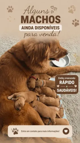 Filhotes de Golden Retriever.