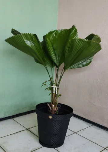 Planta Palmeira Leque