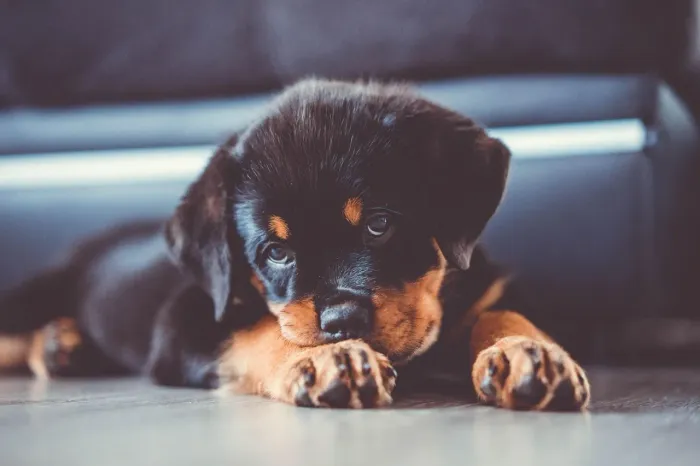 Rottweiler O filhote ideal para aquecer seu coração