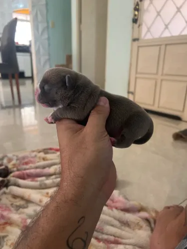 Filhote American Bully micro 
