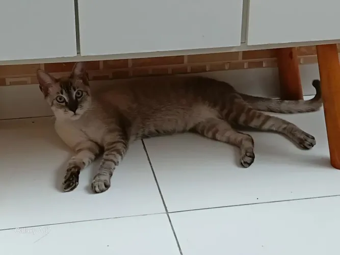 Doação Gato castrado 