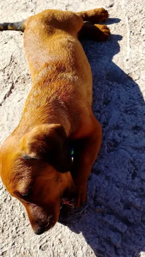 Filhote daschund
