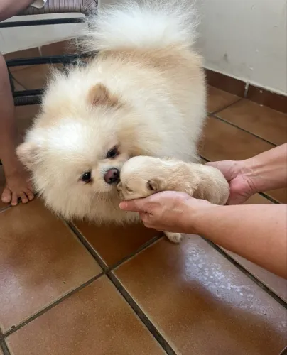 Spitz alemão macho para cruza