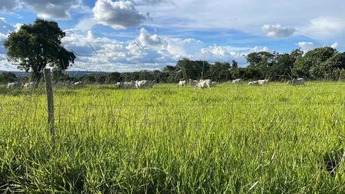 chacara , sitio, fazenda 9,90 alqueires