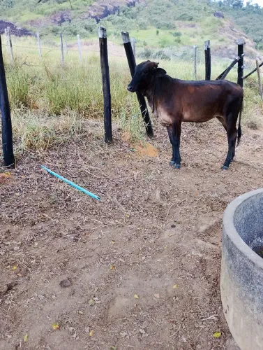 Lote de bezerras mestiças