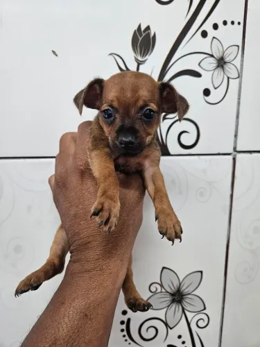 Linda Fêmea de Pinscher com 35 Dias - Pequenininha e Super Esperta!
