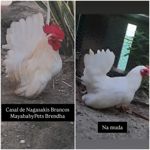 Galinha Nagasaki 