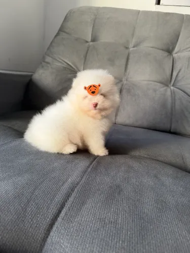 Lindos filhotes de Spitz alemão / Lulu da pomerania 