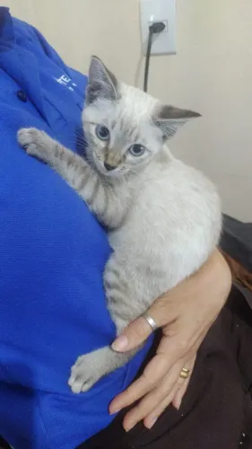 Adoção responsável gata fêmea 3 meses