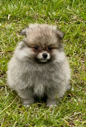 Encante-se com esse ursinho . Spitz Alemão