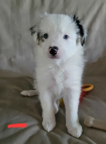Filhotes de Border Collie | Filhotes que trazem diversão para o cotidiano!