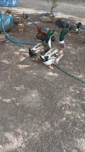 Vende-se Paturi(Marrecos machos )