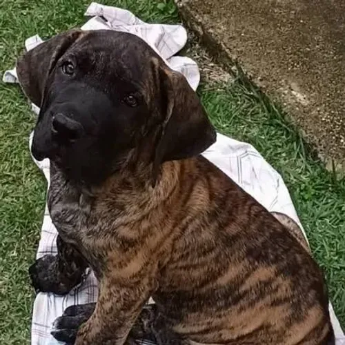 FILHOTES FILA BRASILEIRO TIGRADO - UM CASAL