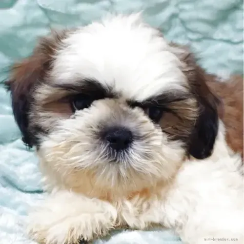 Cachorro Shih Tzu/ Shitzu focinho achatado legítimo filhotes macho e fêmea com garantias
