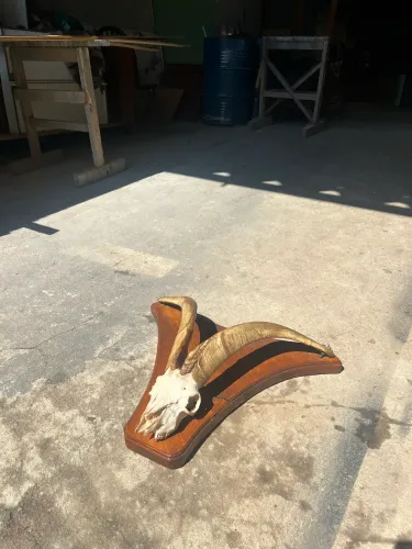 Troféu/Crânio com chifres naturais/Peça antiga