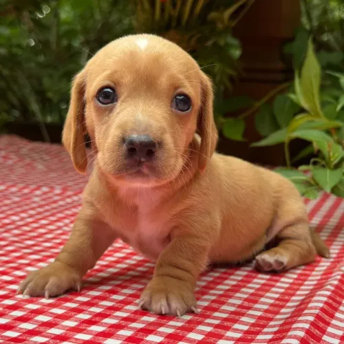 Encontre aqui o Dachshund dos seus sonhos