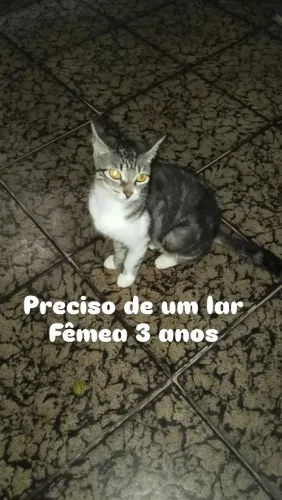 Doação de gato 