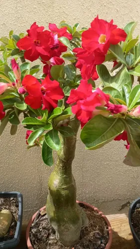 Rosas do deserto disponível 