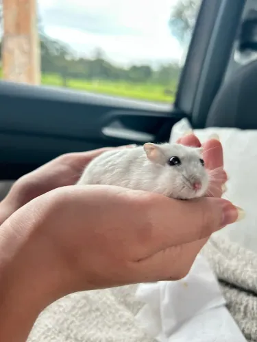 Vendo um Hamster