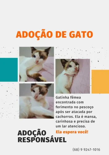 Gato para adoção!