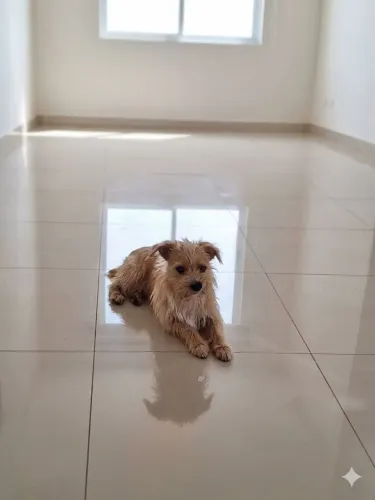 Cachorro doação macho 1 ano fiapo de manga 