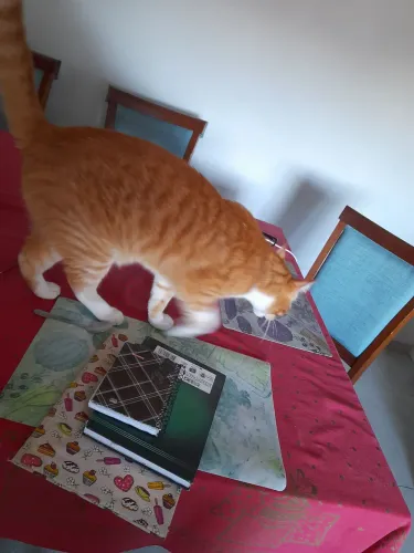 Gatão pra doação sjp *