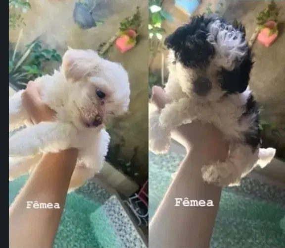 Poodle 450,00