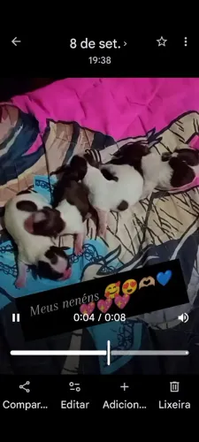 Shitzu fêmea filhote
