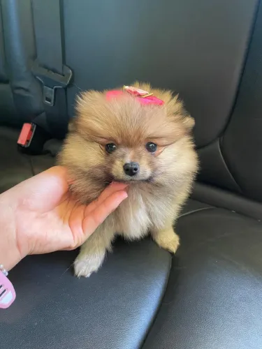 Spitz alemão fêmea