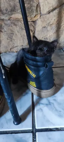 Gatinha fêmea pra adoção 