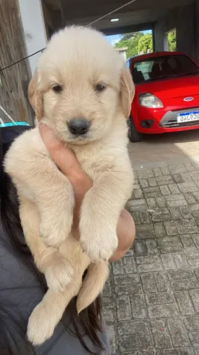 golden retriever porte grande