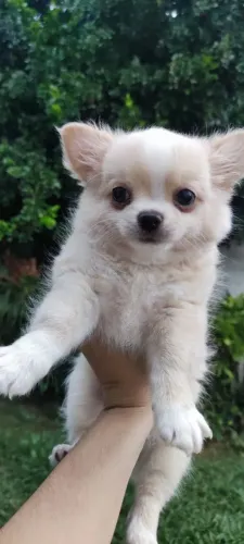 Chihuahua