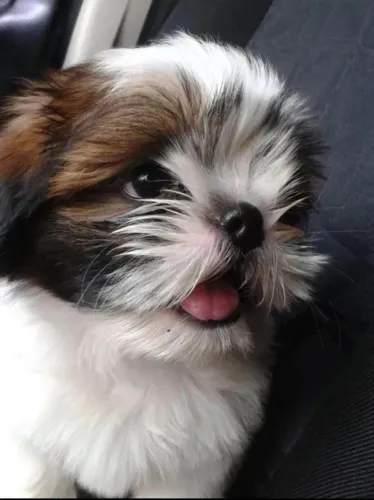 Filhote shih tzu, Amor puro, carinho sincero e muitas brincadeiras garantidas!