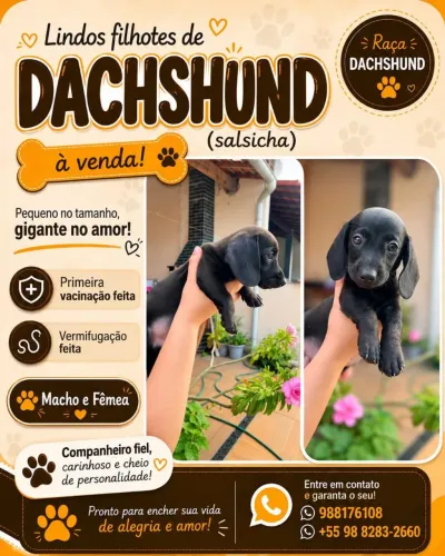 Filhote de Dachshund (Salsisha)