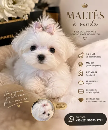 Maltês mini FÊMEA
