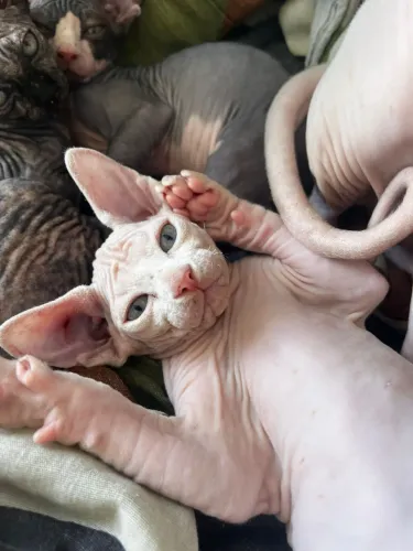 Gatos filhotes Sphynxs 