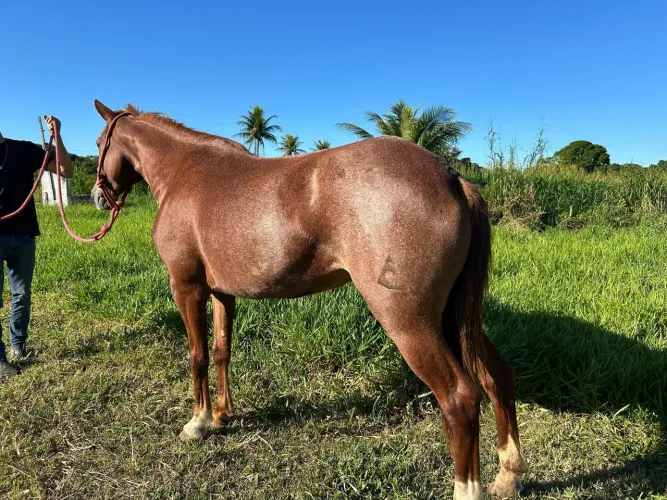 Égua quarto de milha prenha