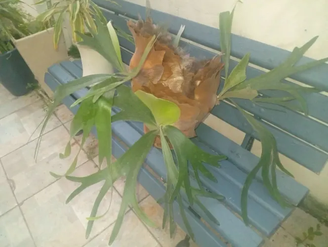Plantas Ornamentais: Chifre de Veado no vaso cerâmica.