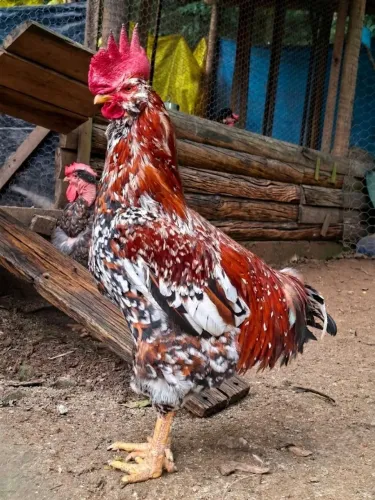 Ovos Férteis Galinha Sertaneja Balão