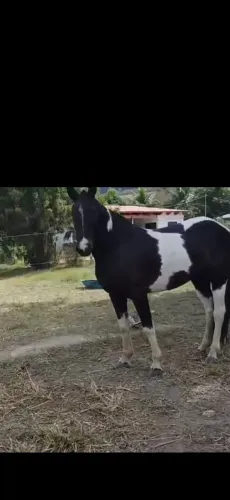 Égua Pampa de Castanho.