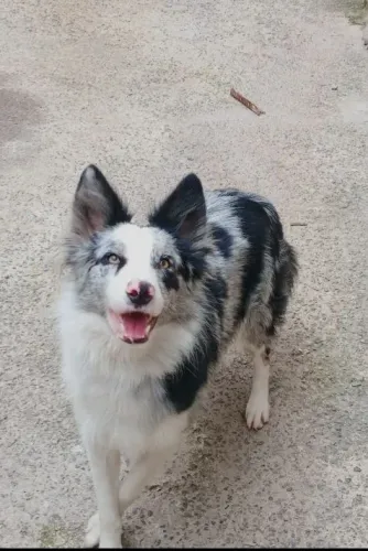 Boder Collie FEMEA .. Merle