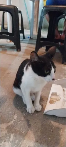 Doa-se essa gatinha 