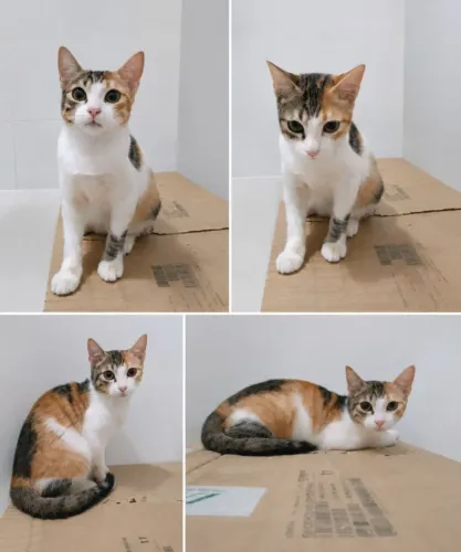 Gata